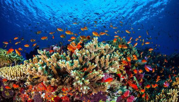 El 93% de la Gran Barrera de Coral ha perdido el color