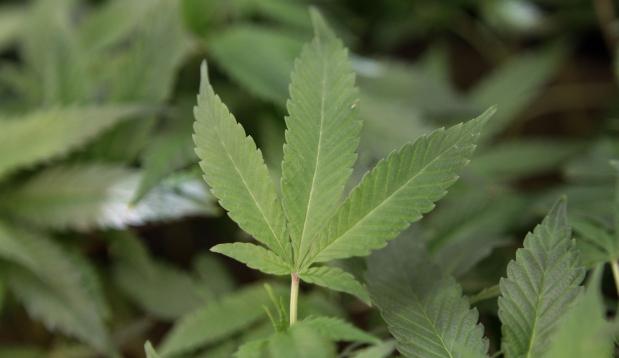 Ligan el consumo de cannabis potente a casos de psicosis