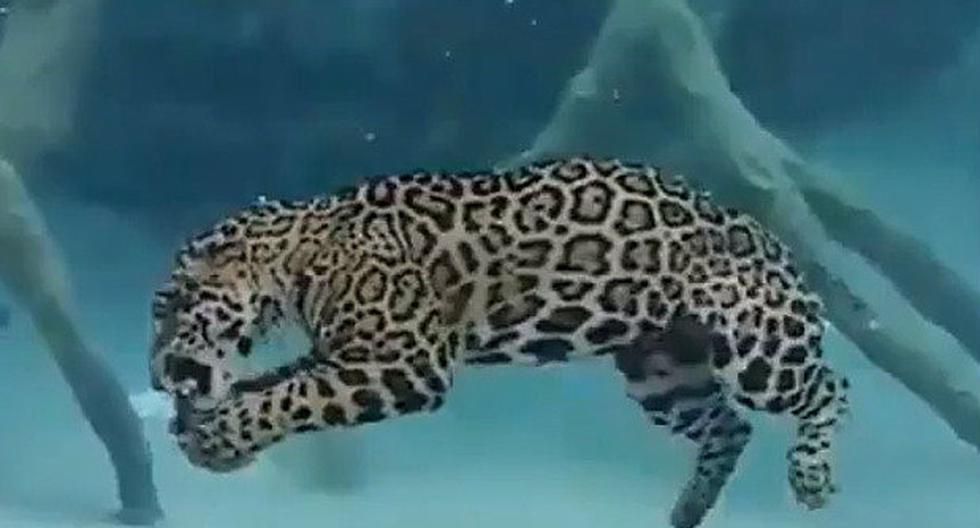 Jaguar ataca y come a su presa bajo el agua [VIDEO] | REDES-SOCIALES