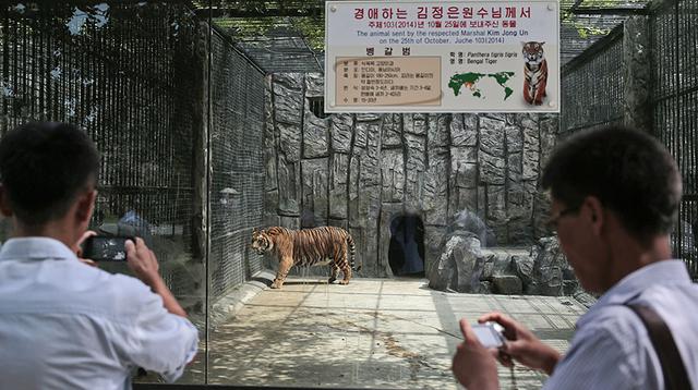 El curioso zoológico de Corea del Norte que exhibe perros - 4