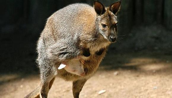 Australia: Joven es acusado de planear un "canguro bomba"