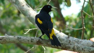 Las aves amazónicas se hacen más pequeñas por el cambio climático