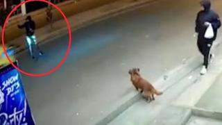VMT: joven fue atropellado cuando intentaba alimentar a perro callejero y chofer se da a la fuga 