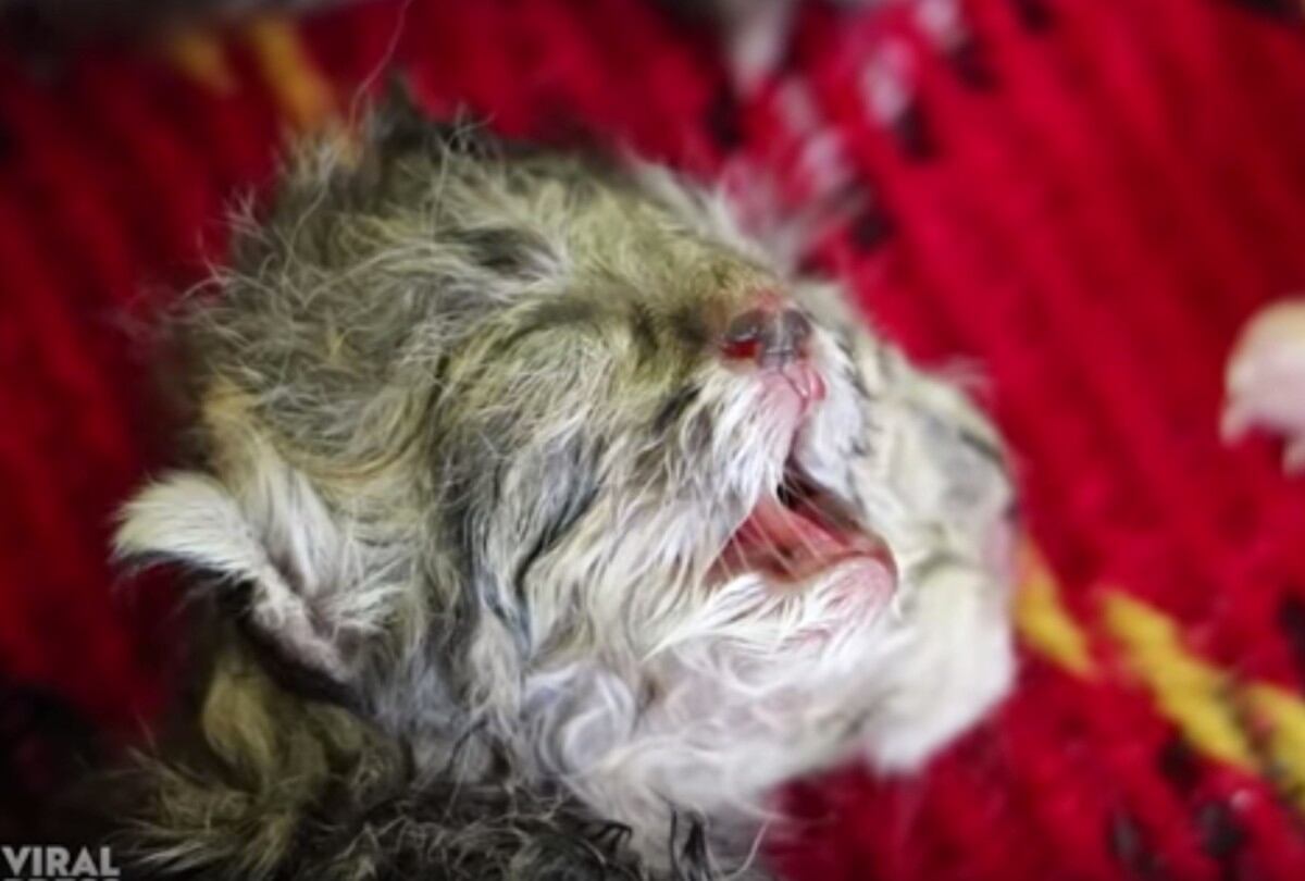 Un gatito nacido con dos cabezas en Tailandia lucha por sobrevivir. (Foto: Captura YouTube)