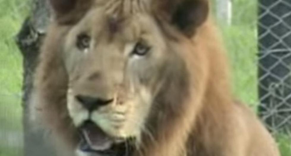 Mira el preciso momento en que león es liberado tras 13 años de estar enjaulado. (Foto: Captura)