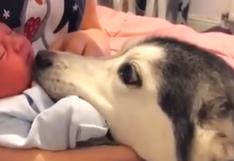 Perro conoce a su 'hermano' menor y enternece a todo Facebook | VIDEO