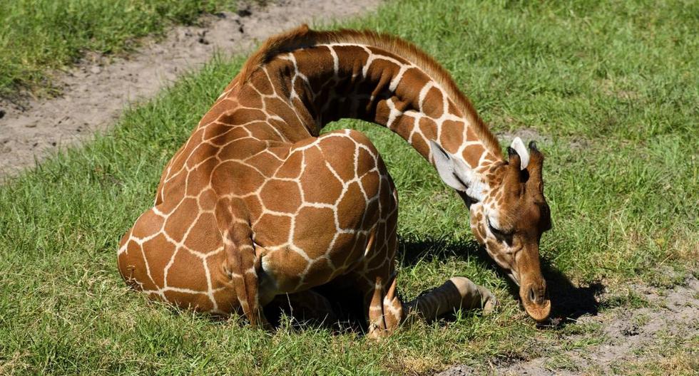 La pequeña jirafa llegó a este mundo a fines de octubre y fue presentada la semana pasada tras una cuarentena obligatoria. (Foto: Referencial - Pixabay)