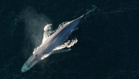 Las ballenas se alimentan casi exclusivamente de krill. (Reuters)