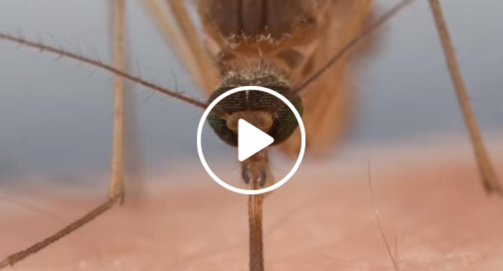 ¿Alguna vez viste a un mosquito picarte? Ahora míralo más cerca. Te resultará aterrador. (Foto: Captura)