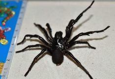 Mira esta increíble araña, una de las más grandes jamás encontrada