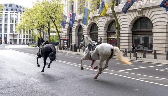 Dos caballos sueltos corren por las calles de Londres cerca de Aldwych, el miércoles 24 de abril de 2024. (Foto: Jordan Pettitt/PA vía AP)