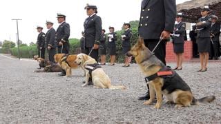 Canes de la patria: ¿cómo entrenan a los perros de la Marina de Guerra?