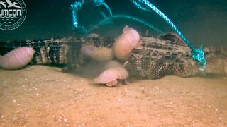 Experimento registra cómo enormes crustáceos devoran a un cocodrilo en el fondo del mar