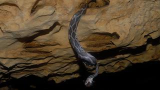 Una cueva donde las serpientes cuelgan sobre tu cabeza