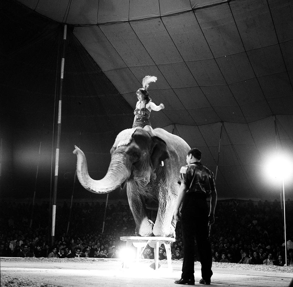 Narciso, el elefante del Circo Prince, realiza una prueba de equilibrio con una mujer sobre su cuello y ante la atenta mirada de su domador y los espectadores, el 11 de julio de 1965. (Foto: Archivo El Comercio)