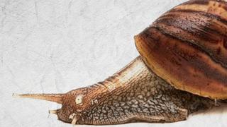 Todo lo que tienes que saber sobre el caracol gigante africano [VIDEO]