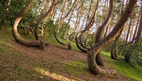 El enigmático bosque de los árboles curvos en Polonia