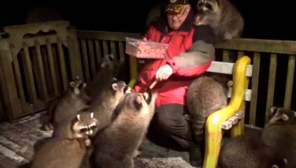 El hombre alimenta todas las noches a estos mapaches, pues su esposa, en su lecho de muerte, le pidió cuidara de los simpáticos mamíferos. |Foto: James Blackwood - Raccoon Whisperer