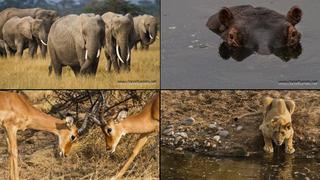 Un viaje al corazón del mundo salvaje por los parques nacionales de Kenia