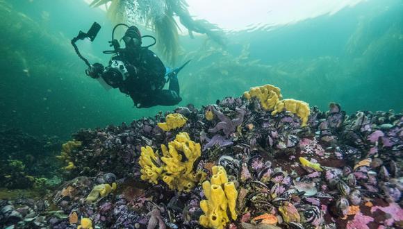 National Geographic presenta conversatorio sobre la biodiversidad marina. (Foto: Nat Geo)