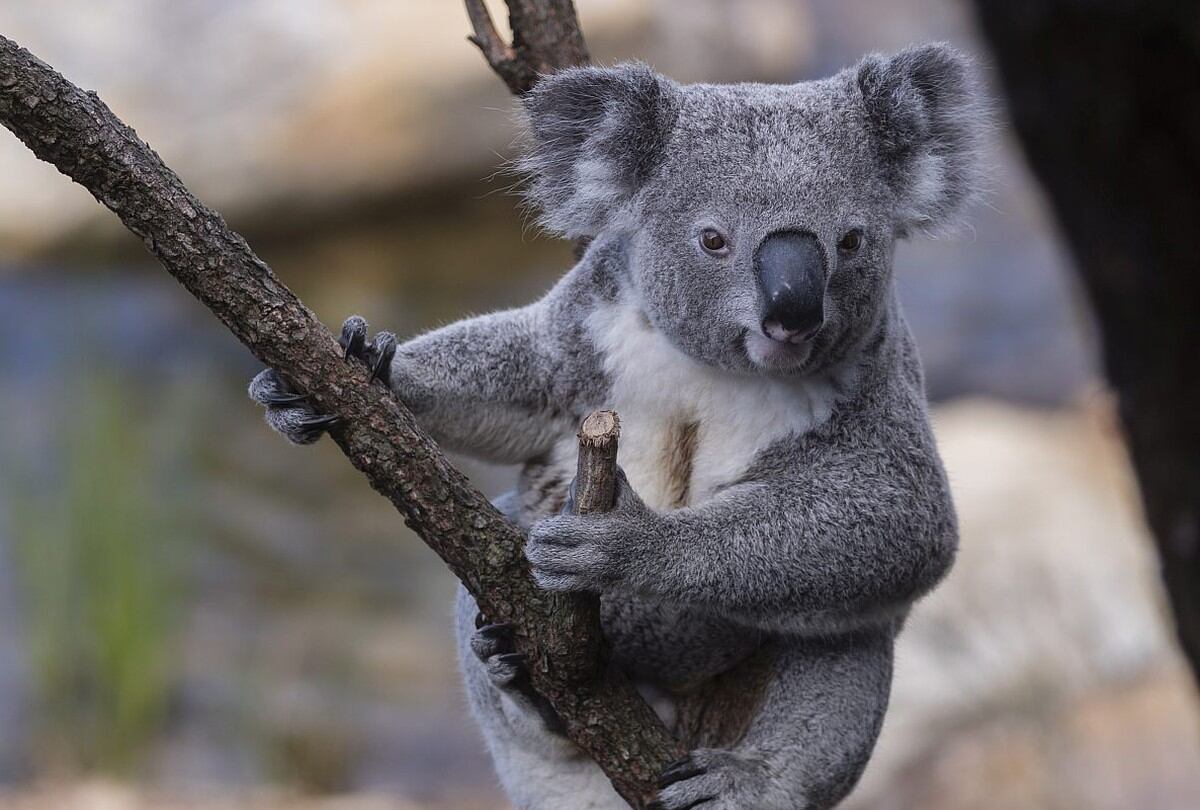 Advierten sobre estafas usando a Koalas. (Foto: Brook Mitchell/Getty Images)