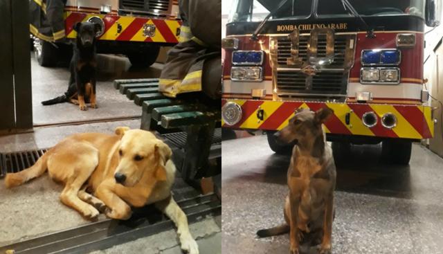 Los canes se quedaron en el cuartel de la Décima Compañía de Bomberos de Valparaíso hasta que culmine el show de fuegos artificiales. (Foto: Captura)