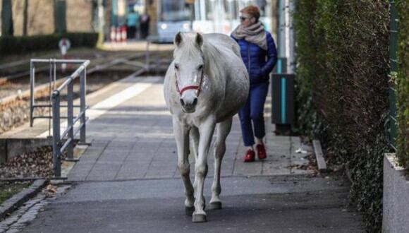 Una yegua de raza árabe asombra al mundo por sus solitarios recorridos en una tranquila localidad alemana. (Foto: Love Your Neighbour - YN - South Africans United en Facebook)