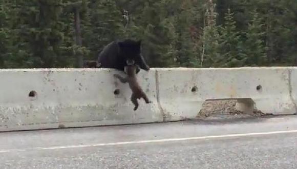 Video de un oso salvando a su cría conmueve al mundo