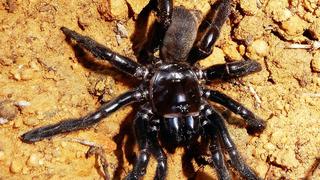 Murió la araña más longeva del mundo a los 43 años