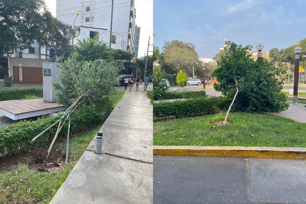 Un vecino alertó que municipio permitió que árboles de la pileta Miguel de Cervantes Saavedra se vinieran abajo al sacar los soportes que se les había colocado. 
