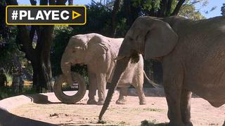 Argentina: Abogados acusan a zoológico de maltratar elefantes