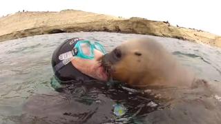Beso entre león marino y un buzo es un viral tardío [VIDEO]