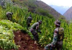 Vraem: PNP y Ejército destruyen 35 mil plantones de marihuana