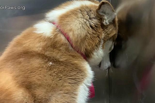 Lilac es un perro sin hogar que se volvió viral tras ser rescatado. Su historia conmovió a los usuarios de Internet. (Foto: Captura)