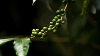 Cambio climático amenaza cultivos de café de América Latina