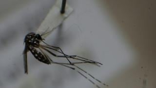 Piura en alerta por posible llegada del virus zika desde Brasil