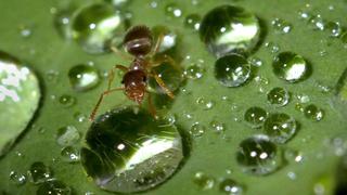 La hormiga: una solución para el calentamiento global 