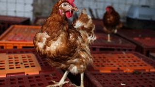 Ecuador confirma primer caso de influenza aviar en humanos