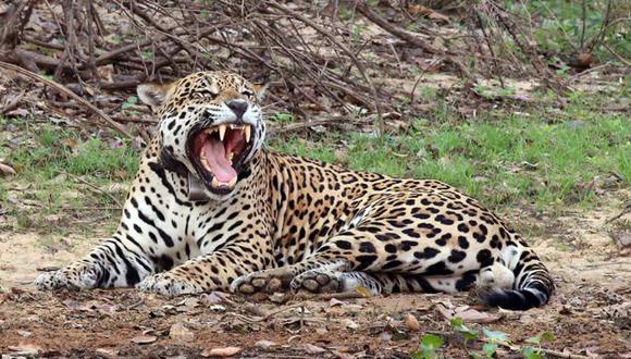 Se cree que los colmillos de jaguar se están sustituyendo en China a los de tigre, usados como símbolo de status o por superstición. (Foto: Charlesjsharp/WIKIMEDIA COMMONS)