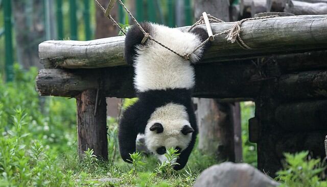 Cachorro de panda gigante jugando en la "Guardería de Panda Gigante". (Foto: Xinhua)