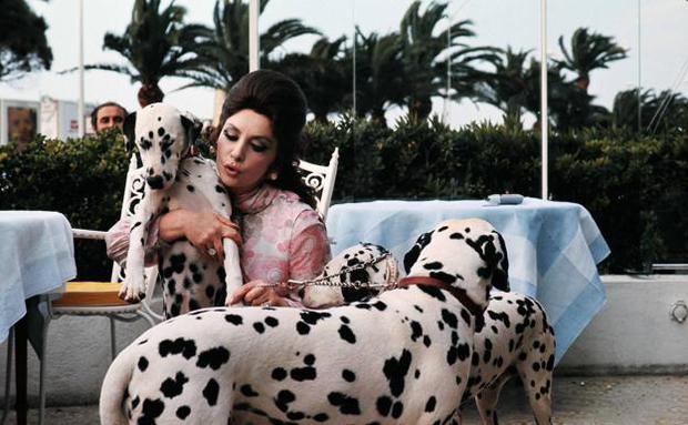 Gina Lollobrigida at the Carlton Hotel in Cannes in 1972 with her four Dalmatian dogs.  / AFP