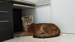 Brasil: Un puma se cuela en una oficina de Sao Paulo [VIDEO]