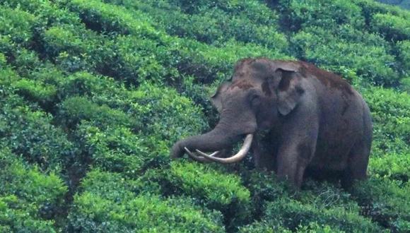 El elefante Padayappa es un héroe local en el estado indio de Kerala. (HADLEE RENJITH)