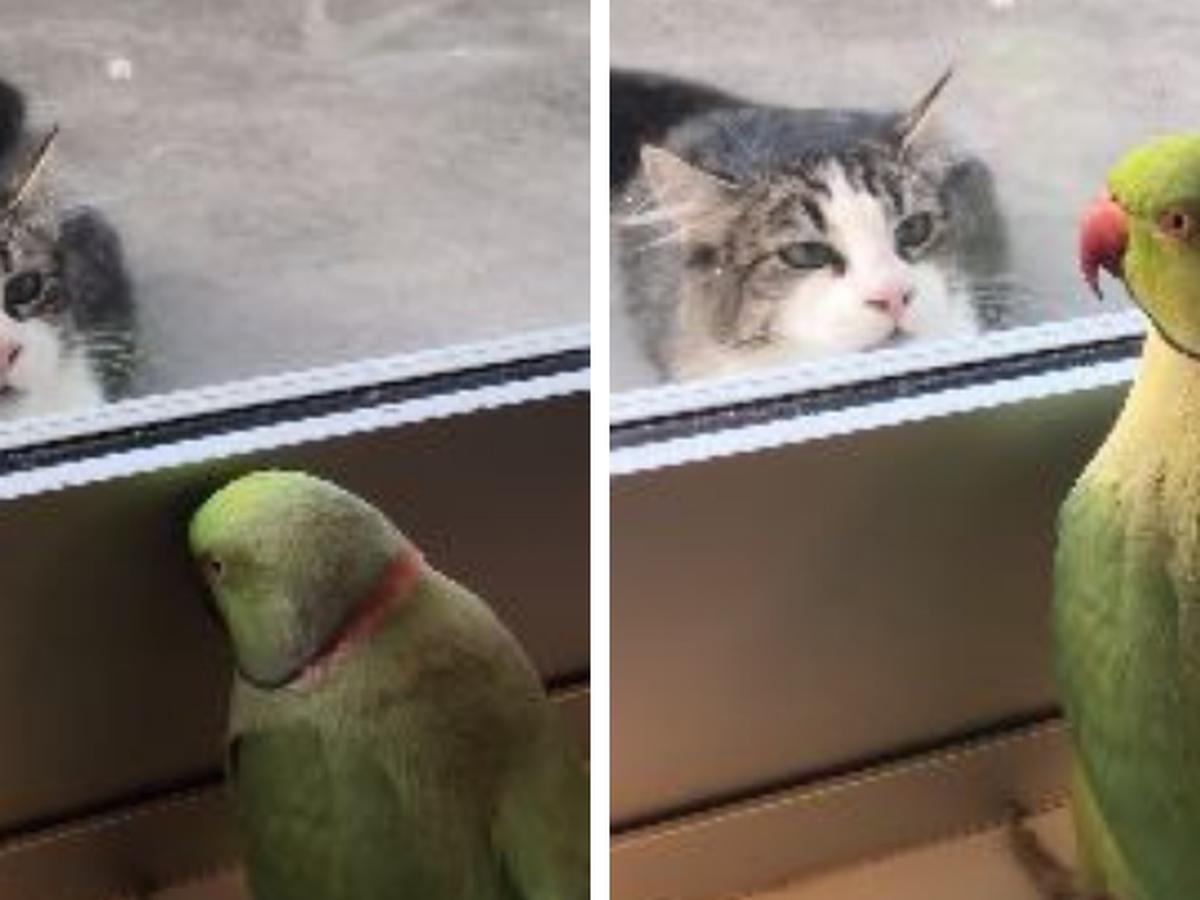 cuanto tiempo viven los pekeapoo