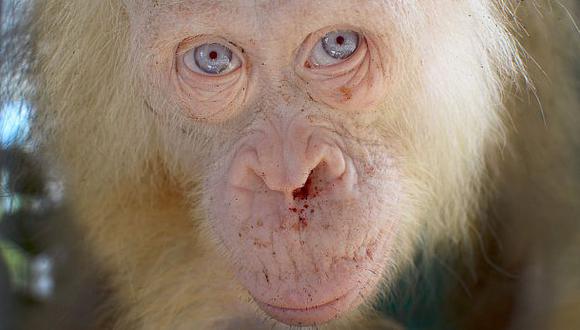 Una orangutana albina de ojos azules es rescatada en Borneo