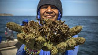 Cabo Blanco y el ambicioso proyecto de conchas de perla que luego serán joyas de lujo | CRÓNICA