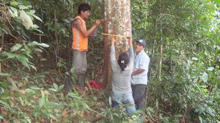 El caucho renace en la selva y desplaza a la coca