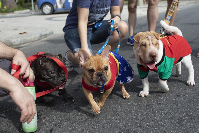 Decenas de perros disfrazados participaron el domingo del tradicional blocão, un desfile canino que se realiza cada año en el malecón de la playa de Copacabana. (Foto: AP)