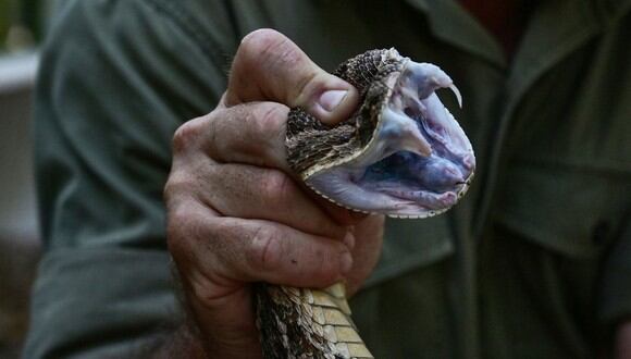 Las mordeduras de serpientes venenosas comúnmente se dan en países tropicales y pobres. (AFP)