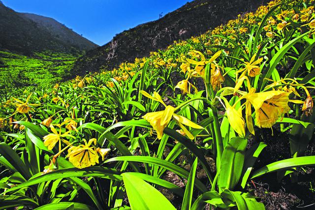 (Foto: Walter H. Wust)